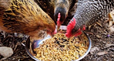 Co dělat a jak léčit průjem u nosnic doma pomocí léků a lidových léků